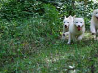 cuccioli pastore abruzzese